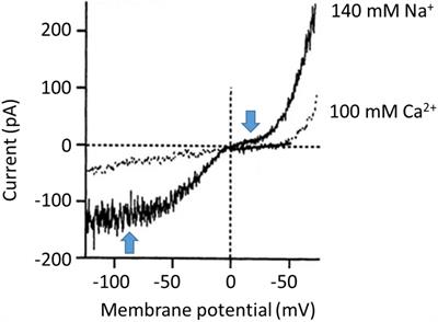 Permeation and Rectification in Canonical Transient Receptor Potential-6 (TRPC6) Channels